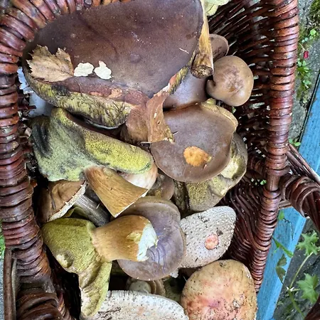 Πανσιόν Neptun Třeboň