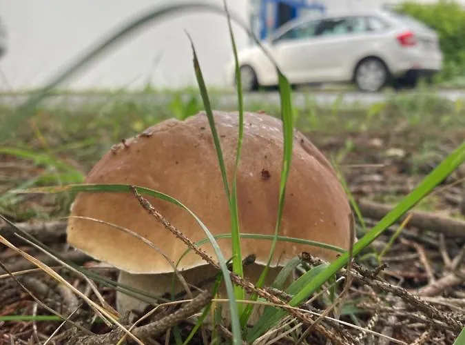 Neptun Gæstehus Třeboň