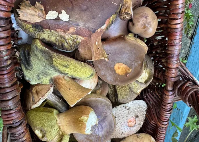 Gæstehus Neptun Třeboň